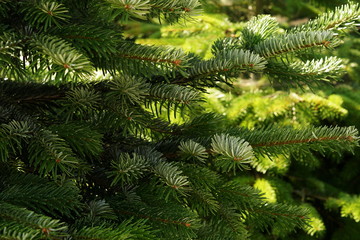 Background a texture furry tree branches for a Christmas card. Christmas tree background. Close up