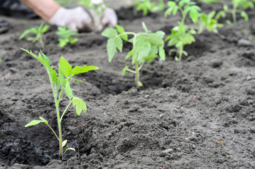 freshly planted tomato seedlings in the vegetable garden, selective focus on foreground