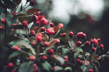 Obraz premium cherry flowers