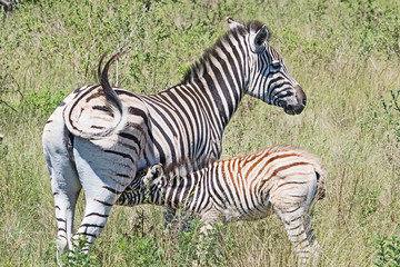 Fototapeta na wymiar A Zebra nurses its foal.