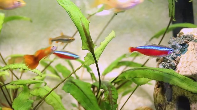 Home small aquarium full of young fish. Couple of orange guppies, couple of yellow gelius barbs, small 3.5 centimeters long swordsman fish, red and blue neons, nannostomus.