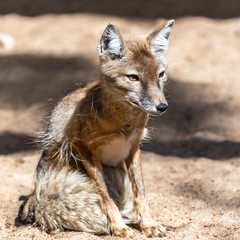 Corsac fox, Vulpes corsac, steppe fox, beautiful animal 