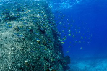 School of Convict Surgeonfish, Acanthurus triostegus