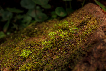 green moss on a stone