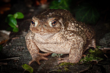 Sapo