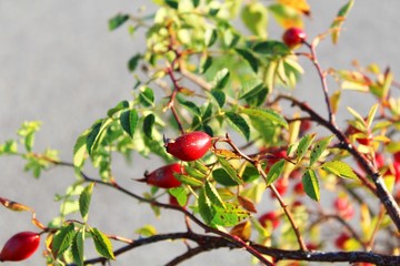 Nahaufnahme einer Hagebutte im Herbst