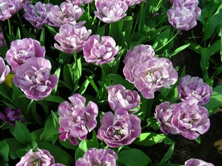 pink flowers in the garden
