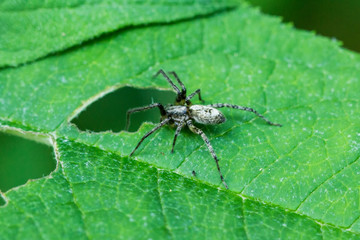Fototapeta premium Spinnen