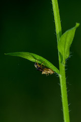 Fototapeta premium Spinnen