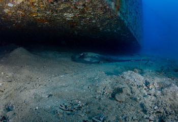 Stingray hiding under the Sattakut shipwreck in Koh Tao, Thailand