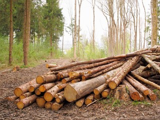 Borkenkäferplage - Gerodete Fichtenbäume liegen kreuz und quer im Wald