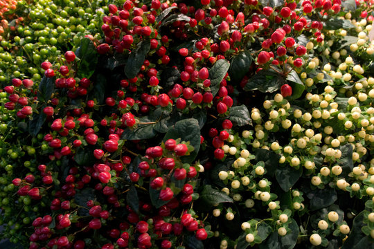 Iperico (Hypericum) frutti recisi