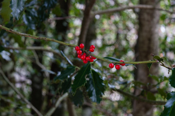 Fruto del acebo