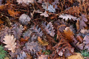 Hojas caídas de roble