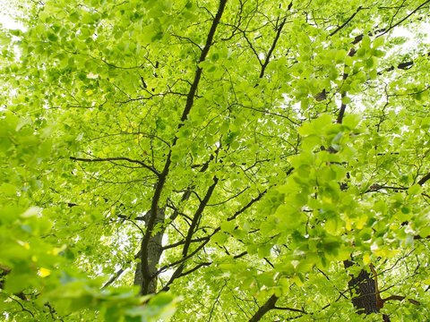 Grüner Buchenbaum mit zarten Blättern