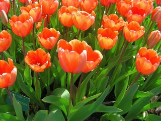 red tulips in the garden