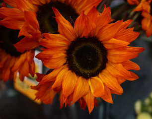Girasole arancione