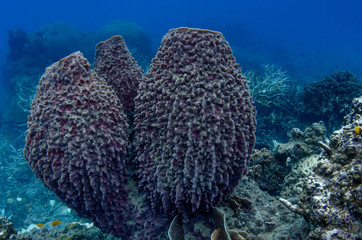 Barrel sponge, Xestospongia testudinaria