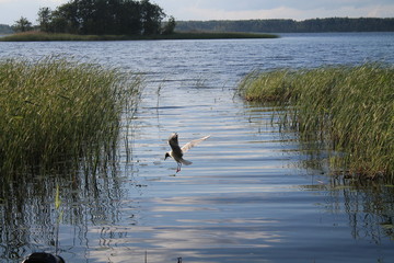 gull on the lake