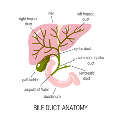 Human bile duct, vector illustration