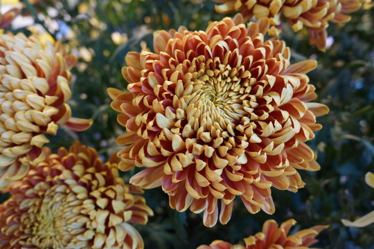Fiori di crisantemo 