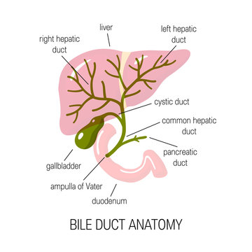 Human Bile Duct, Vector Illustration