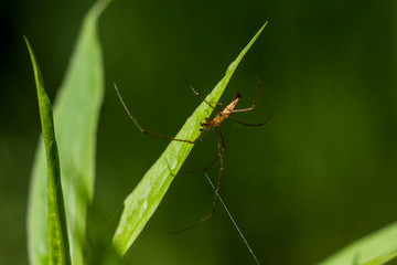 Spinnen
