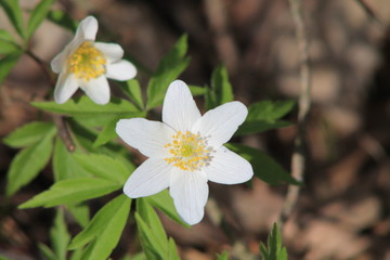 white flower in the forest