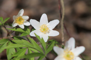 Obraz premium white flower in the forest