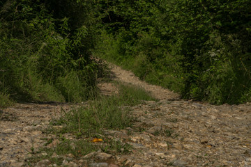 Fototapeta premium Paved road in slope to Slachovky hill in Pieniny national park
