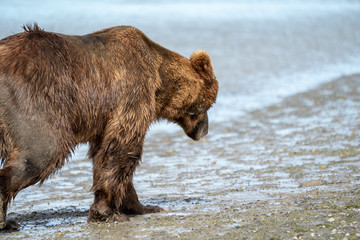 Coastal Alaska grizzly brown bear wanders along the river, looking and fishing for salmon in Katmai...
