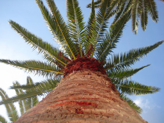 Palm Tree to top view with sunny blue sky
