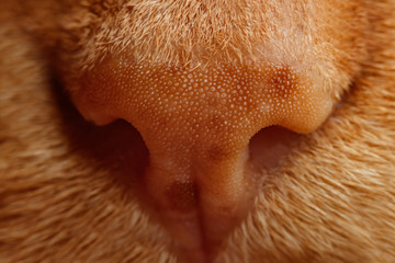 Fototapeta premium cat's nose