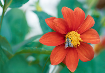 bumblebee on red flower