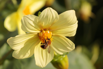 bumblebee on yellow dahlia