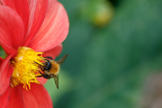 bumblebee on red dahlia