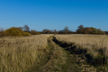 Naklejka premium Dirt road through the swamp. Walk outside the city in Russia