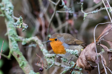 Close up of a Robin perched in a branch with a forest background
