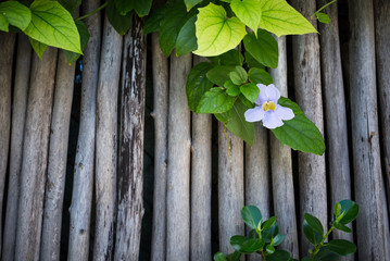 Tropical leaves background with white flower on wooden texture