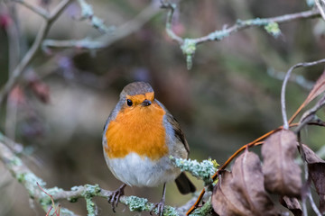 Close up of a Robin perched in a branch with a forest background
