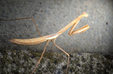 GRILLO MATACABALLOS