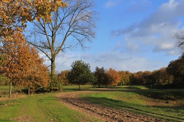 beautiful landscape in the forest in autumn with colorful trees and a blue sky