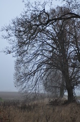 Drzewo we mgle