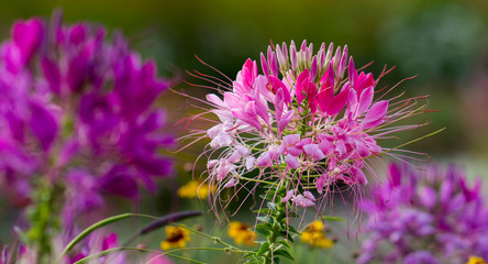 Beautiful Cleome spinosa or Spider flower in the garden close up