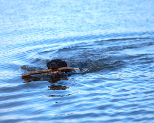 Fototapeta premium DOG FETCHING STICK 1