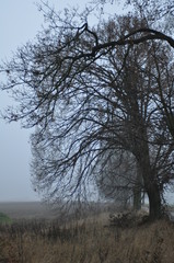 Krajobraz mazurski - drzewo