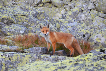 Fox in the mountains