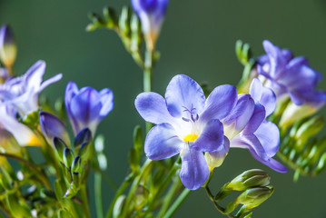 Fototapeta na wymiar Blue freesia flowers isolated against a green background