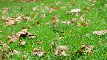 autumn leaves on green grass
