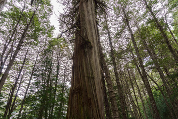 Fototapeta premium View of a tall Alerce, Fitzroya in Andes woods, Nahuel Huapi National Park, Patagonia, Argentina